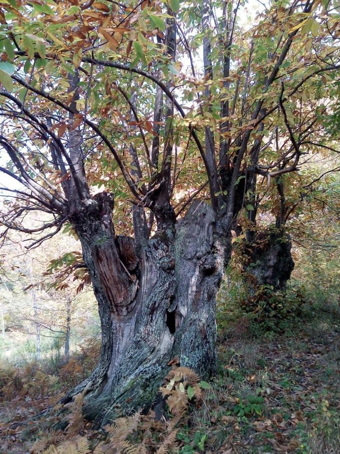 Casa Nel Bosco, Appennino Tosco Emiliano Daire Camugnano Dış mekan fotoğraf